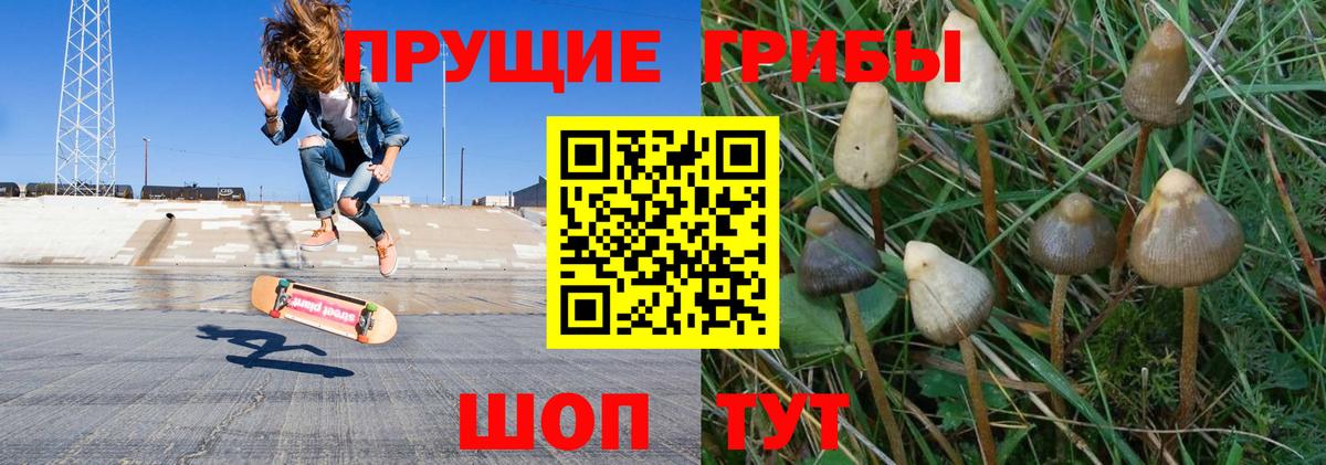 Псилоцибиновые грибы Psilocybine cubensis Узловая